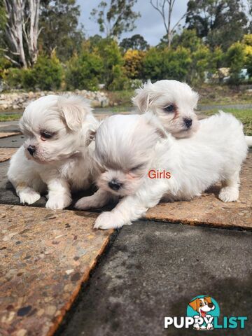 Purebred Maltese Puppies