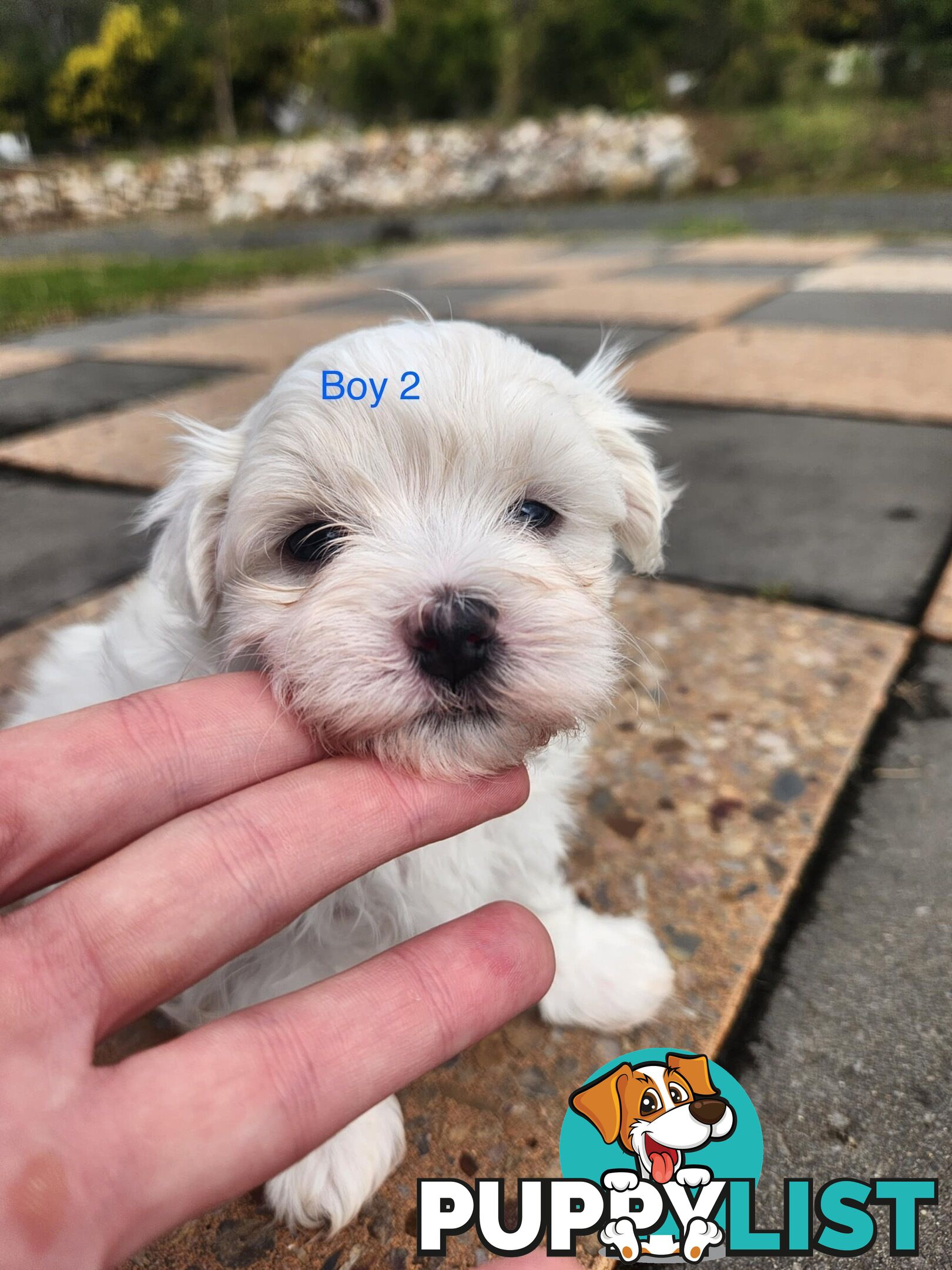 Purebred Maltese Puppies