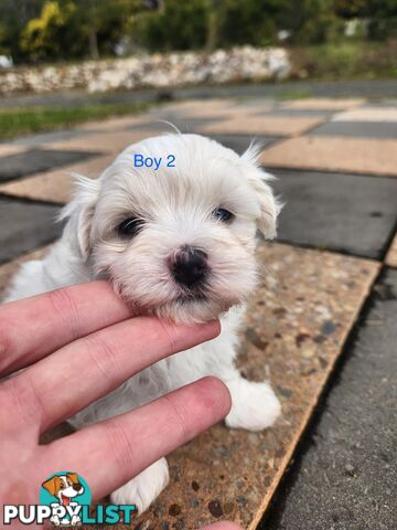 Purebred Maltese Puppies