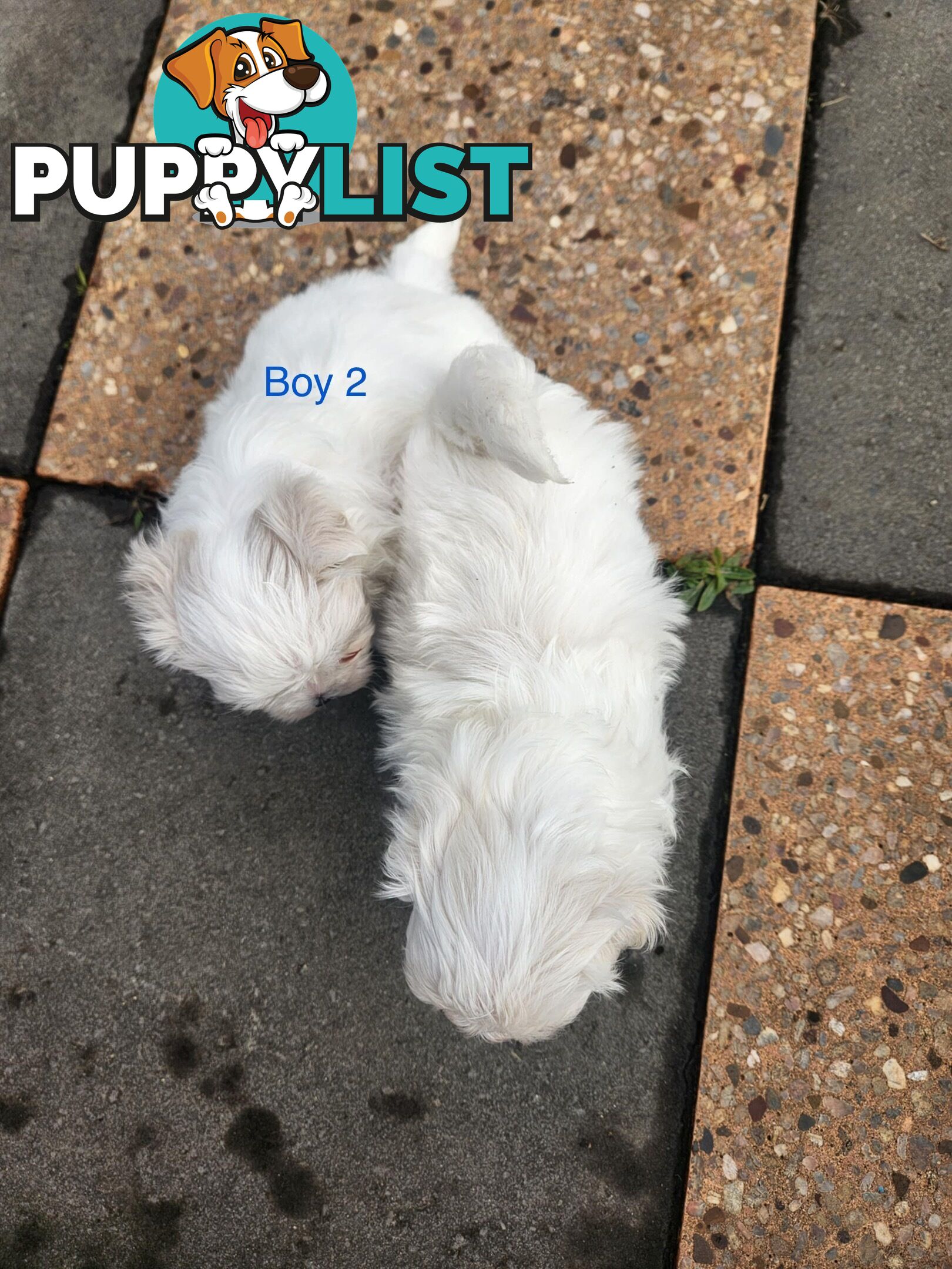 Purebred Maltese Puppies