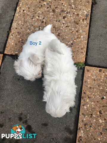 Purebred Maltese Puppies