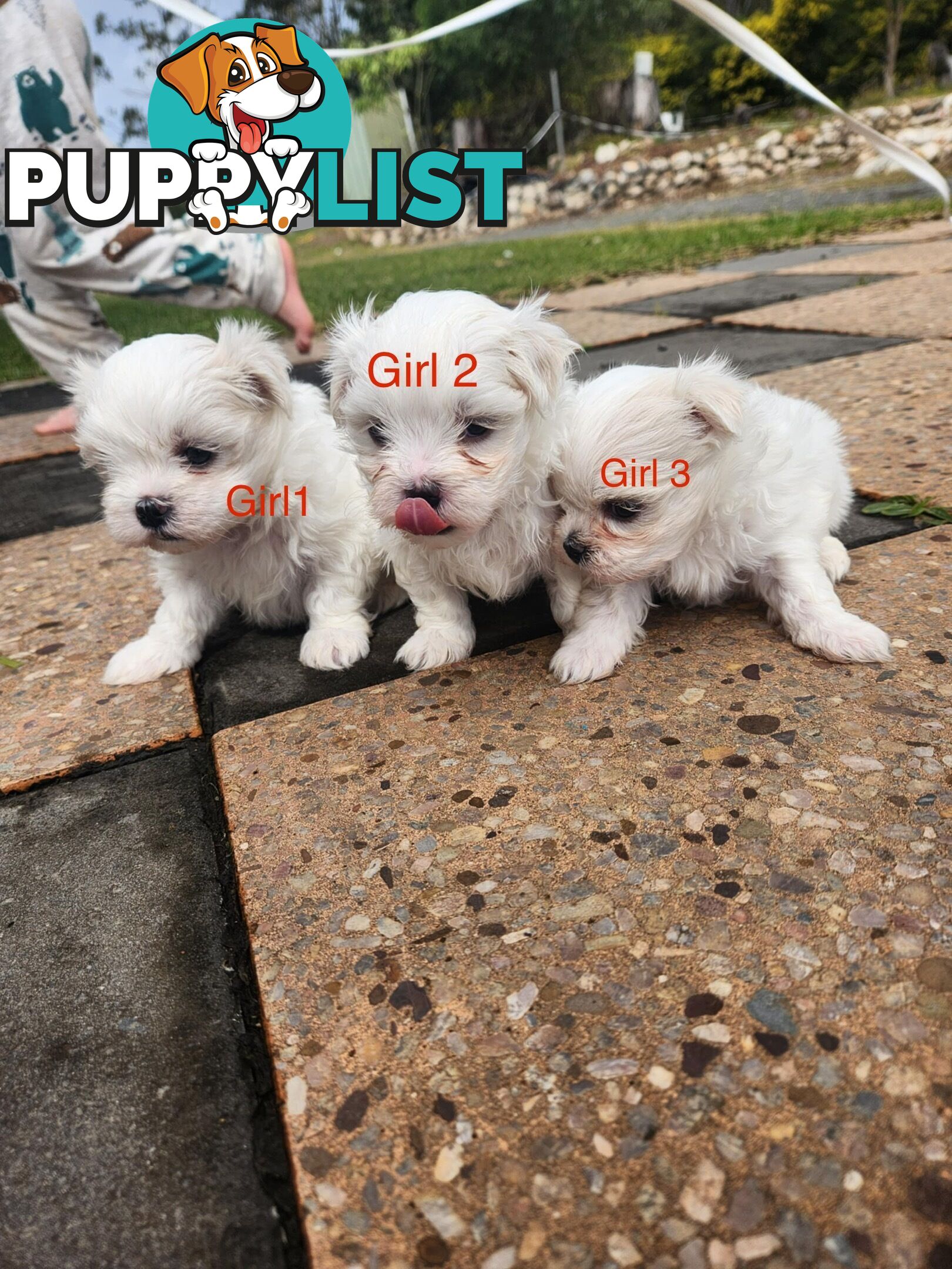 Purebred Maltese Puppies