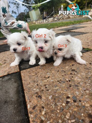 Purebred Maltese Puppies