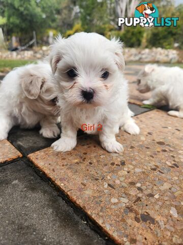 Purebred Maltese Puppies