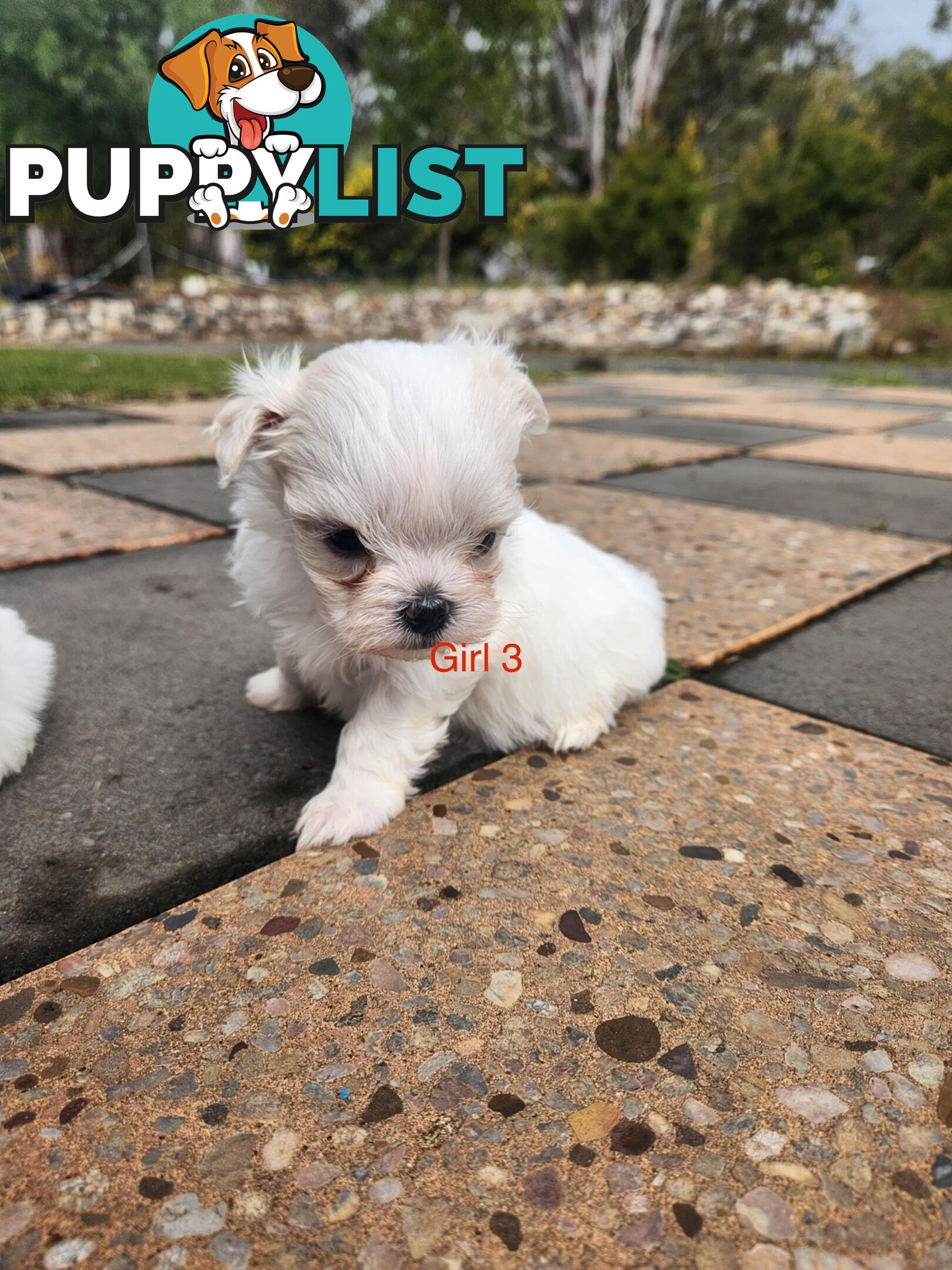 Purebred Maltese Puppies