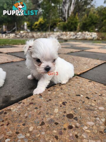 Purebred Maltese Puppies