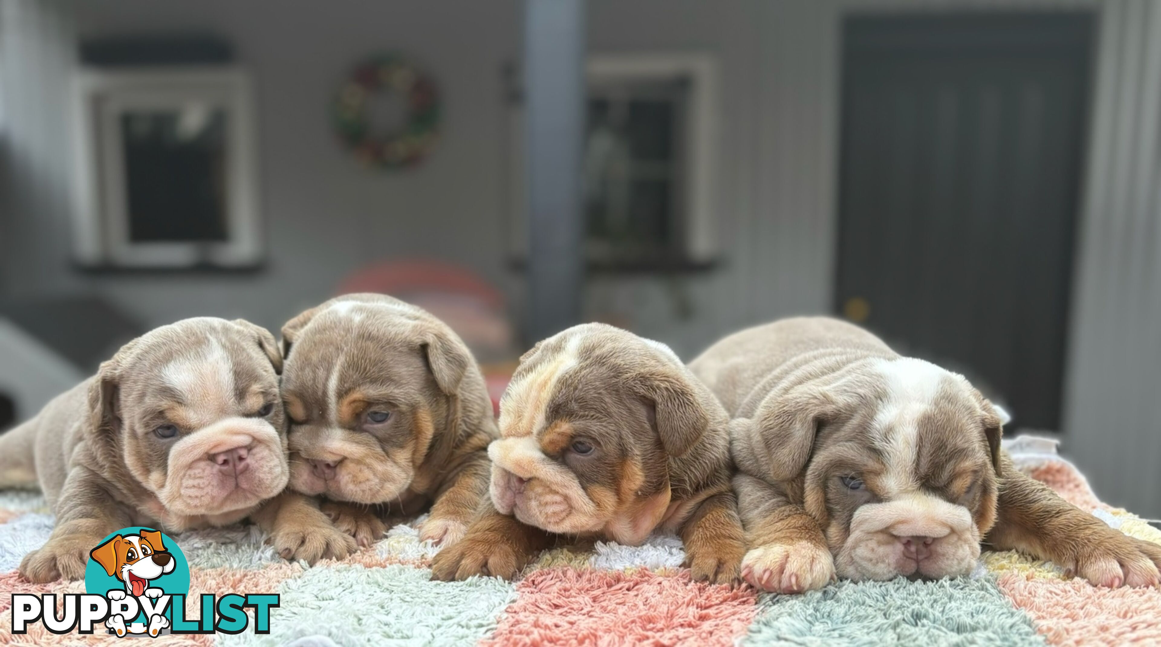 Pure bread British bulldogs lilac boys &amp; girls ready before Christmas