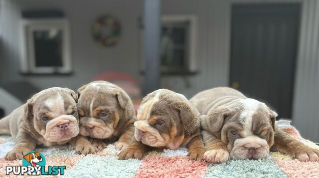 Pure bread British bulldogs lilac boys &amp; girls ready before Christmas