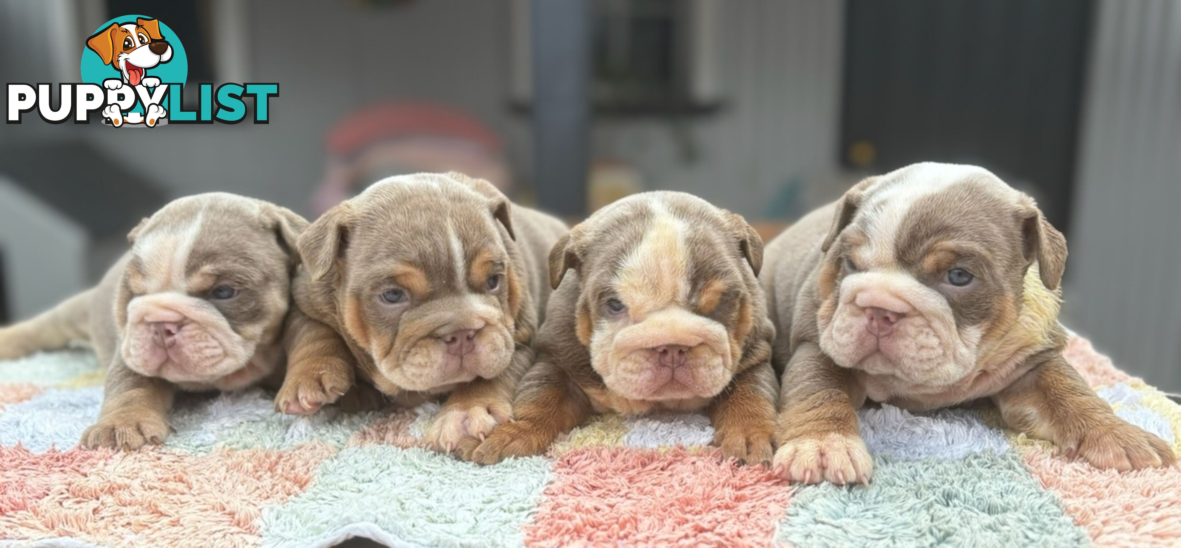 Pure bread British bulldogs lilac boys &amp; girls ready before Christmas