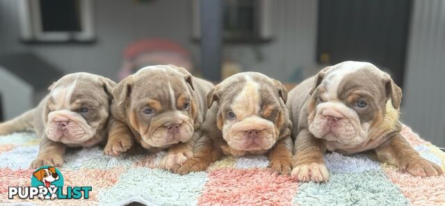 Pure bread British bulldogs lilac boys &amp; girls ready before Christmas