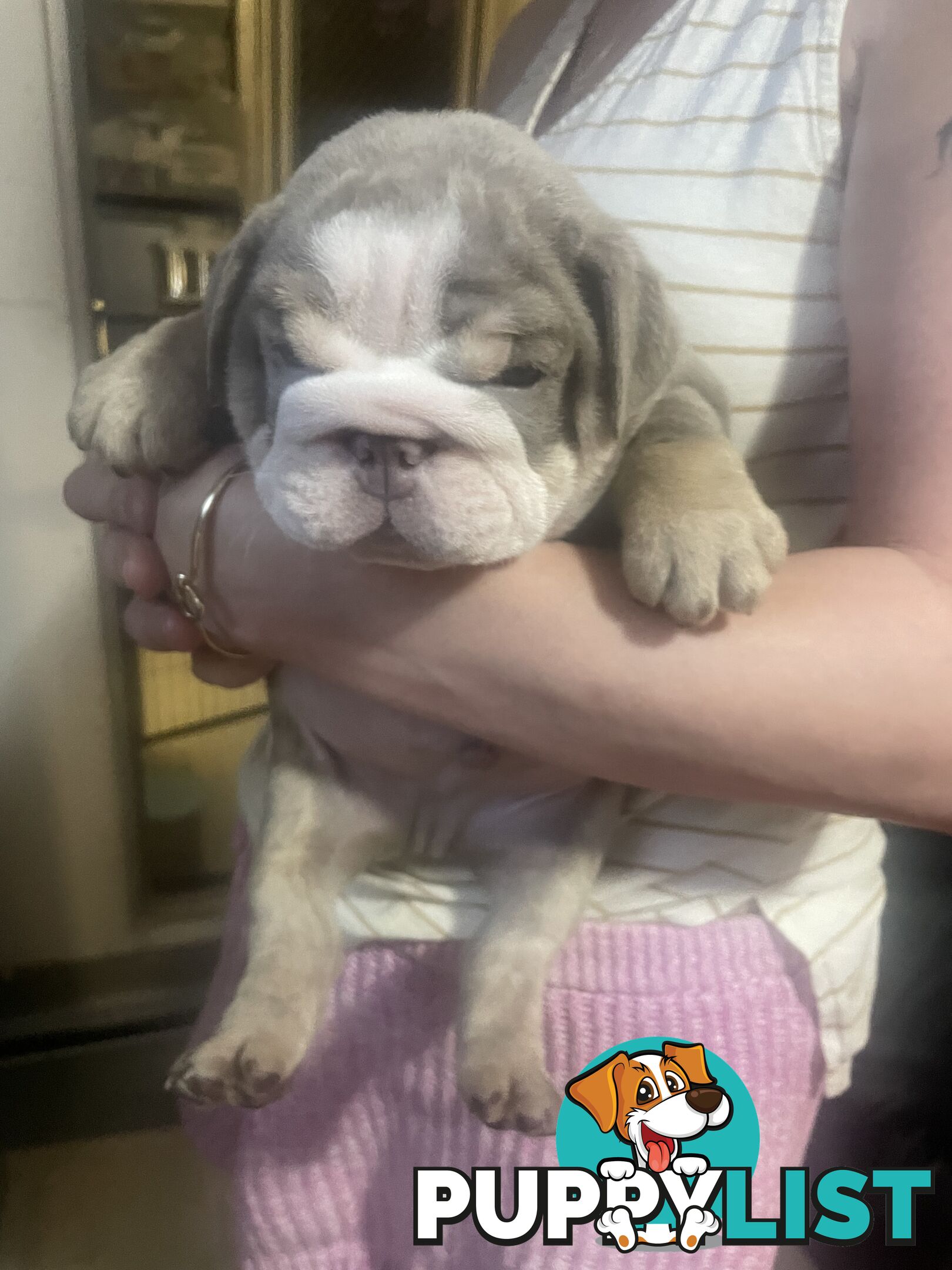 Pure bread British bulldogs lilac boys &amp; girls ready before Christmas