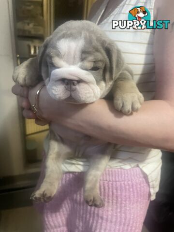 Pure bread British bulldogs lilac boys &amp; girls ready before Christmas