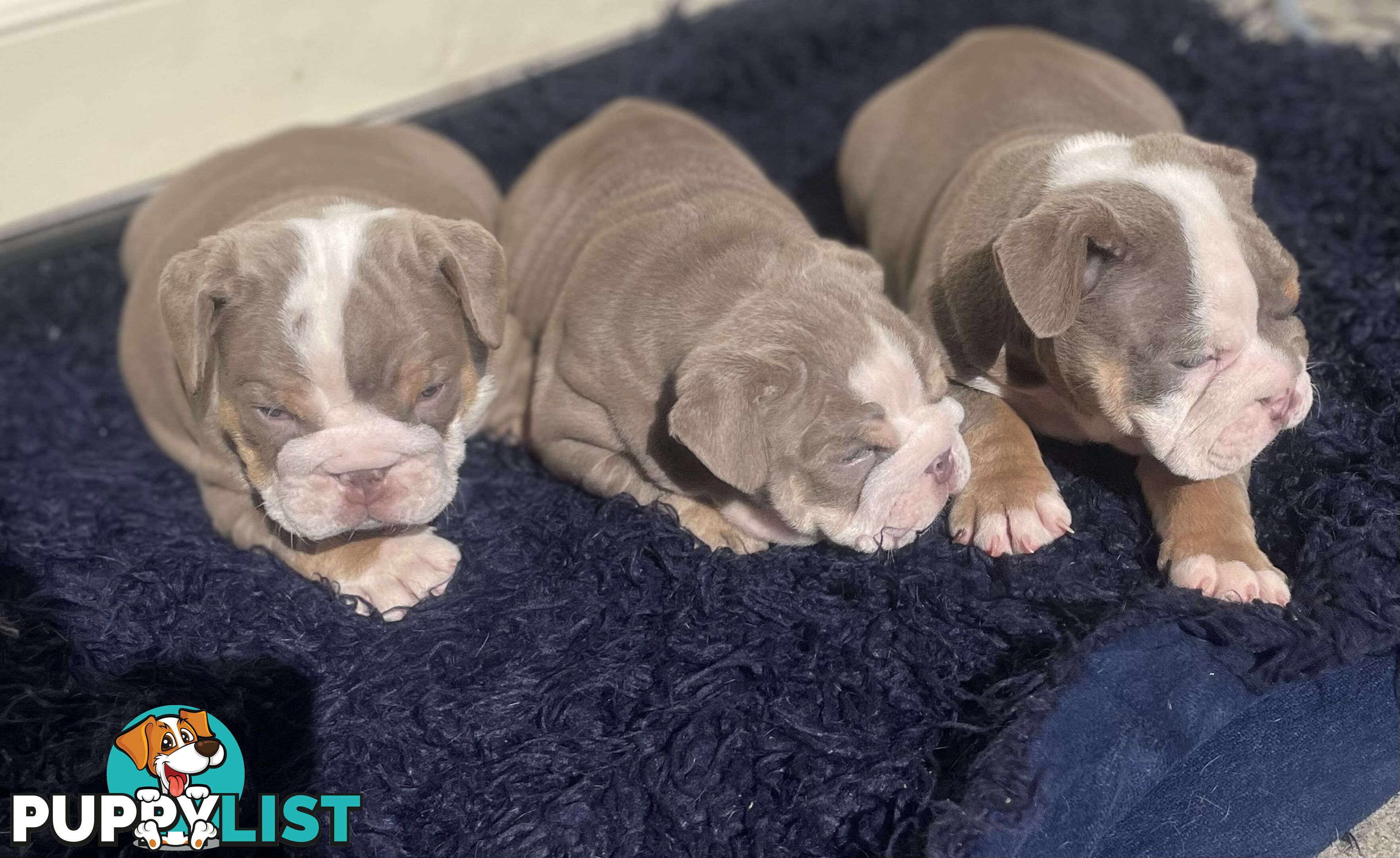 Pure bread British bulldogs lilac boys &amp; girls ready before Christmas