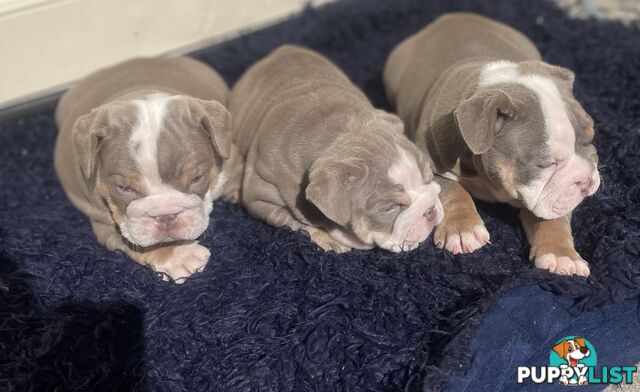 Pure bread British bulldogs lilac boys &amp; girls ready before Christmas