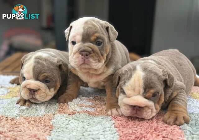 Pure bread British bulldogs lilac boys &amp; girls ready before Christmas