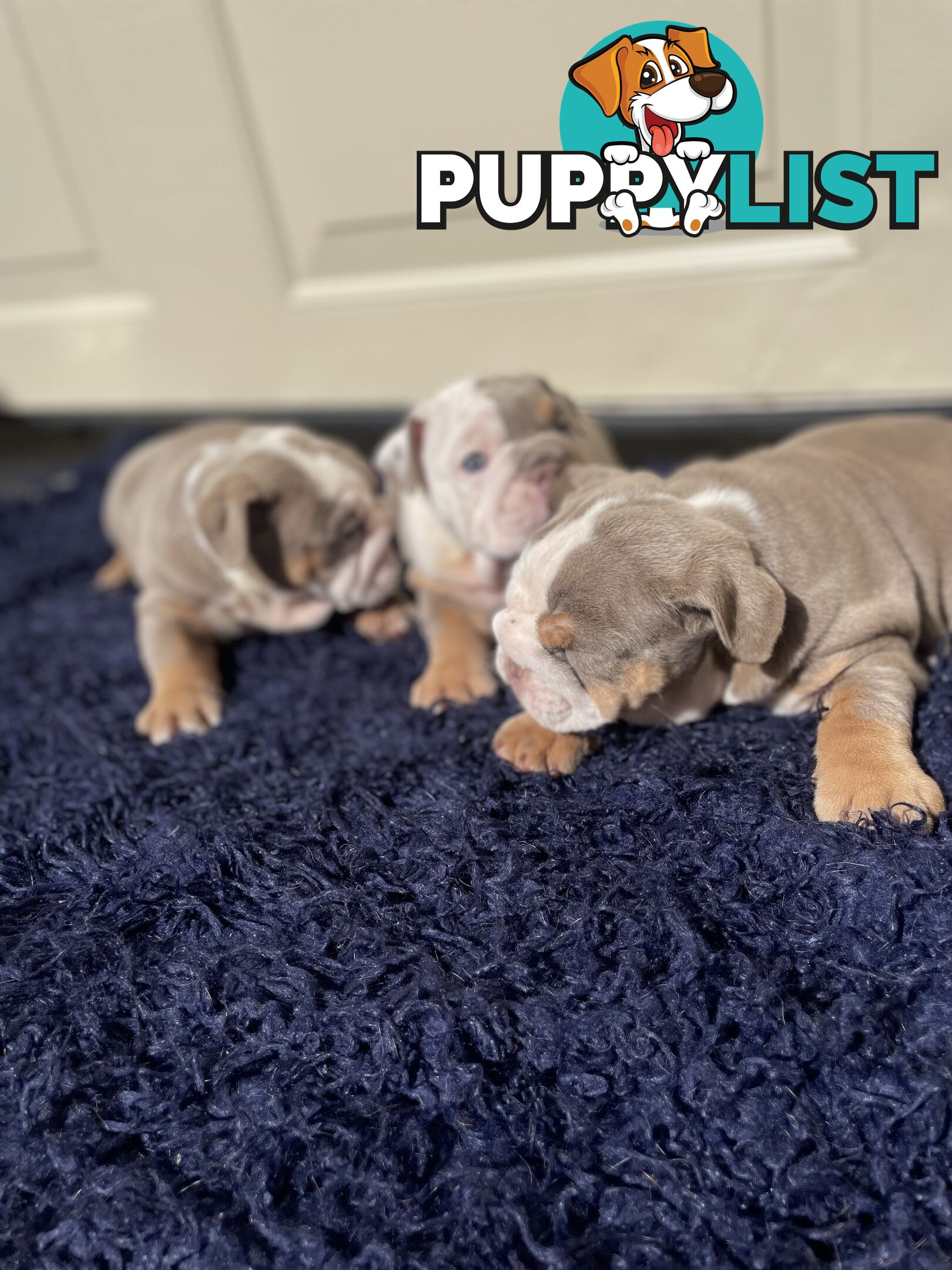 Pure bread British bulldogs lilac boys &amp; girls ready before Christmas