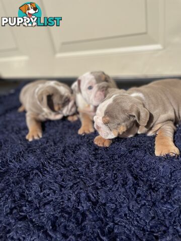 Pure bread British bulldogs lilac boys &amp; girls ready before Christmas