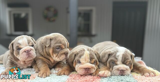 Pure bread British bulldogs lilac boys &amp; girls ready before Christmas