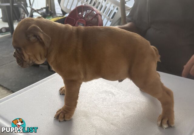 Pure British bulldog x British bull boxer