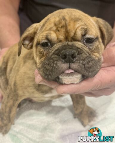 Pure British bulldog x British bull boxer