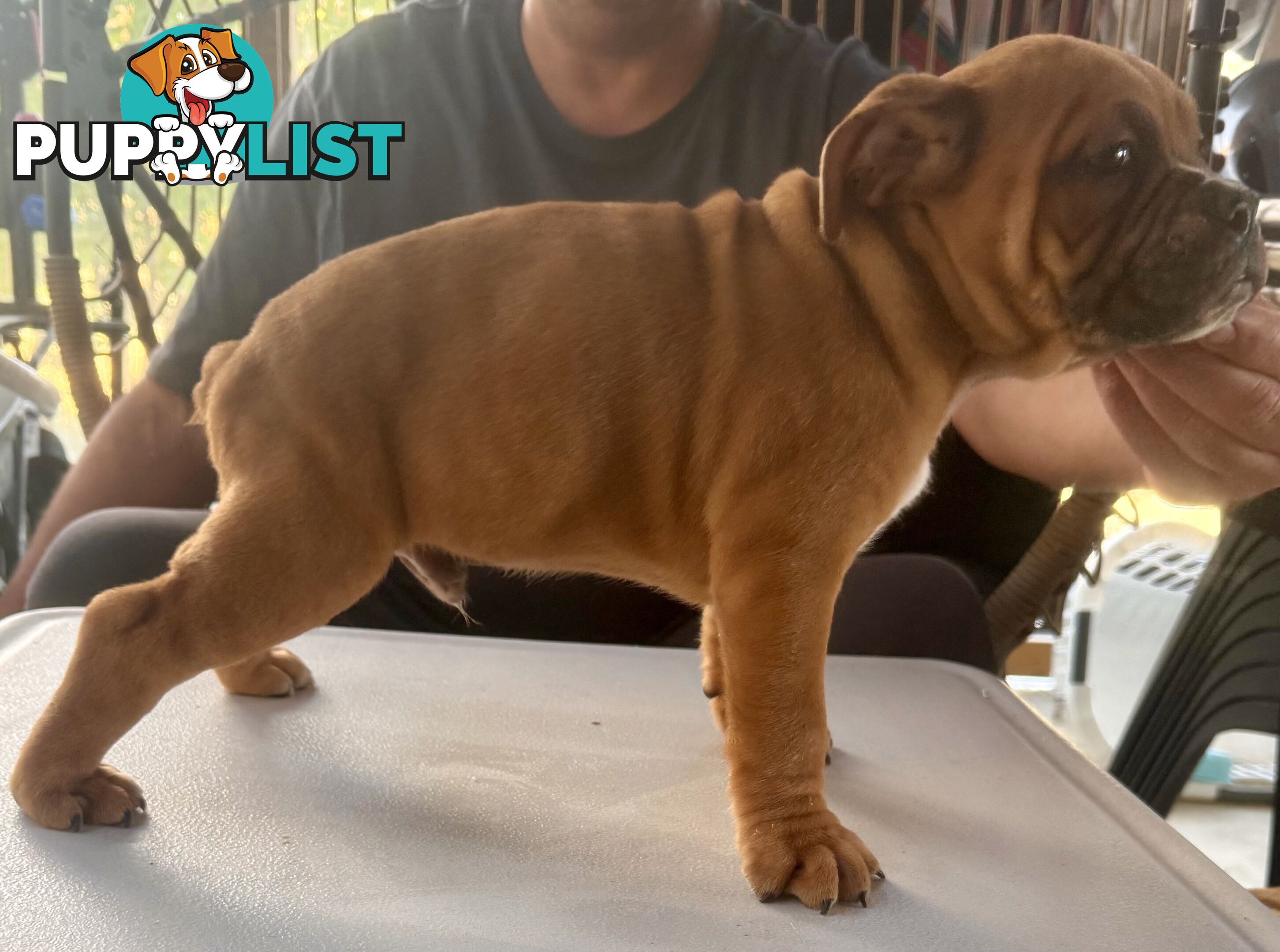 Pure British bulldog x British bull boxer