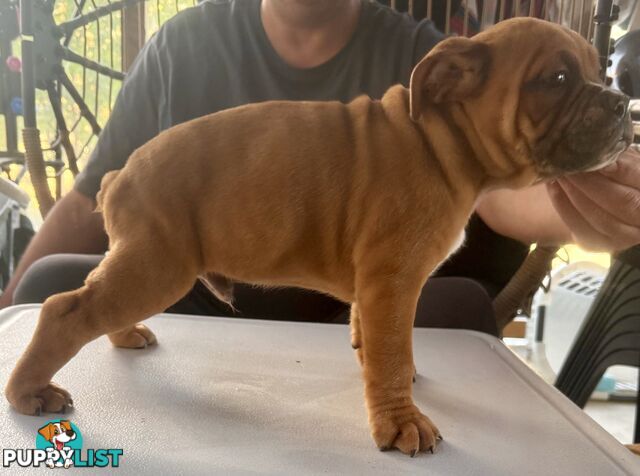 Pure British bulldog x British bull boxer