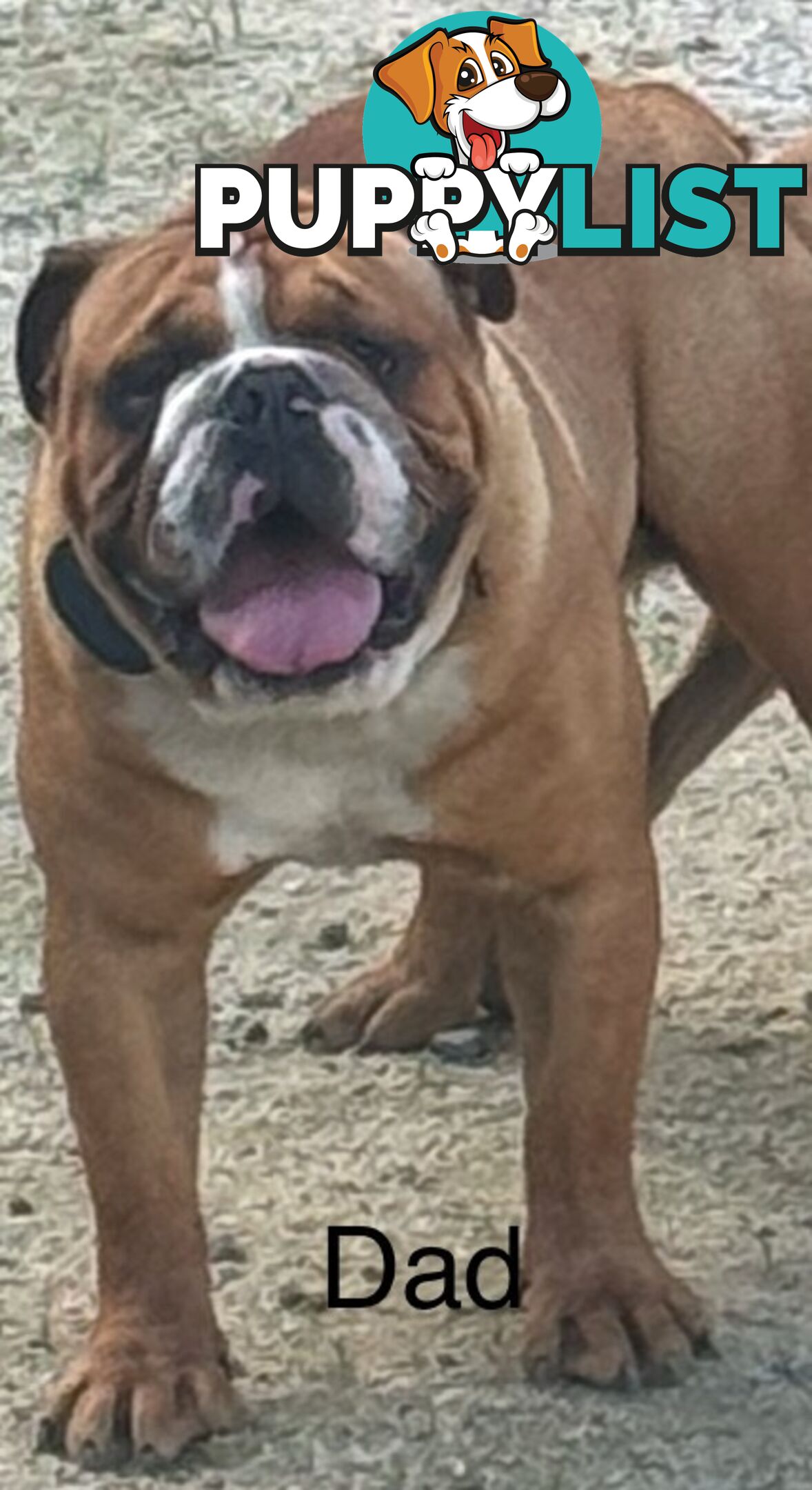 Pure British bulldog x British bull boxer