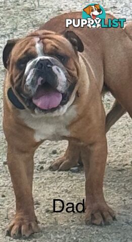 Pure British bulldog x British bull boxer