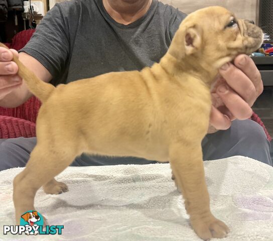 Pure British bulldog x British bull boxer