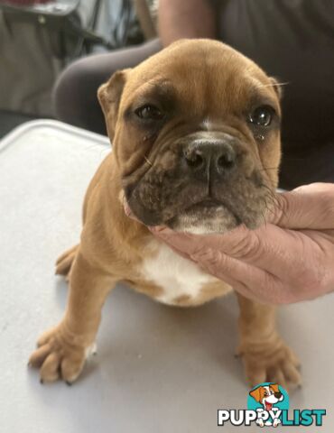 Pure British bulldog x British bull boxer