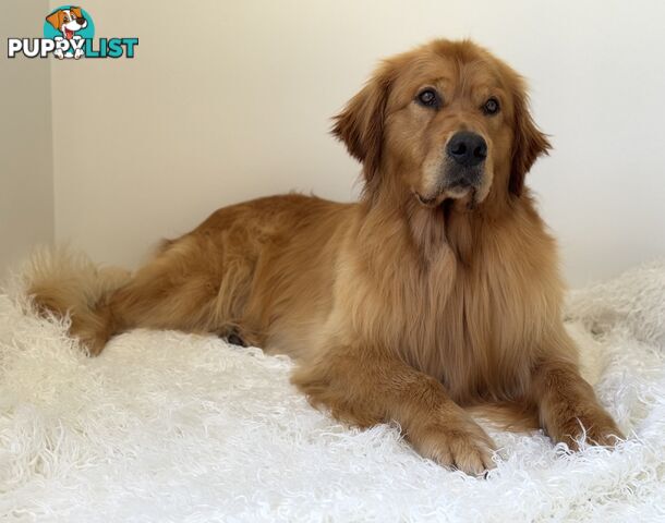 Purebred Golden Retriever Stud Service