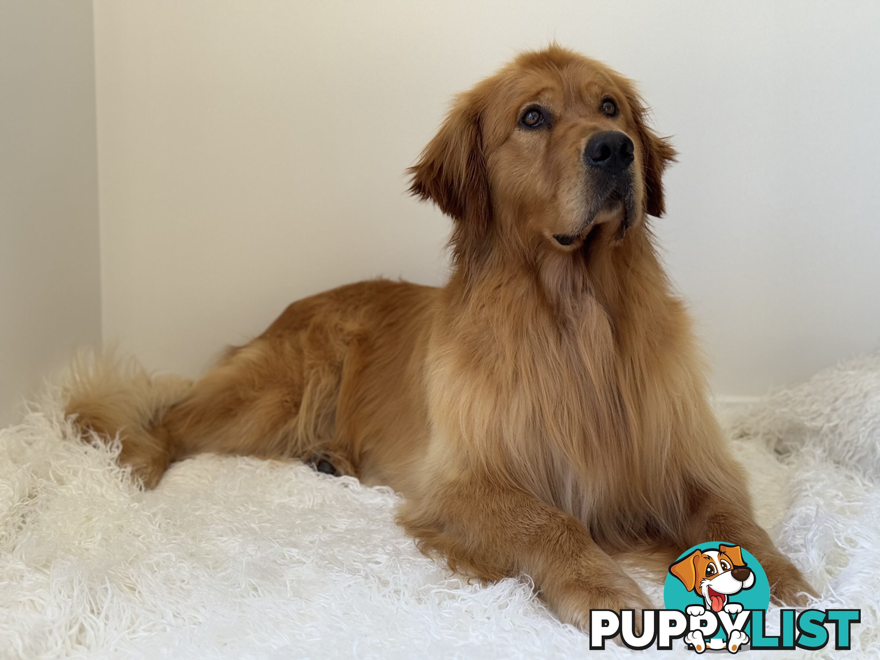 Purebred Golden Retriever Stud Service