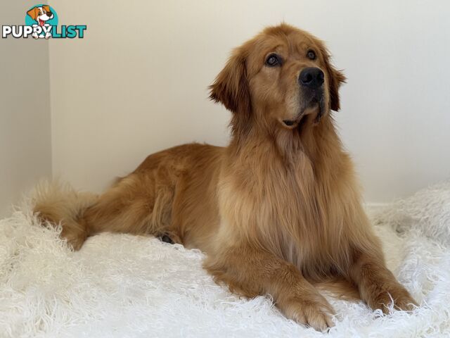 Purebred Golden Retriever Stud Service