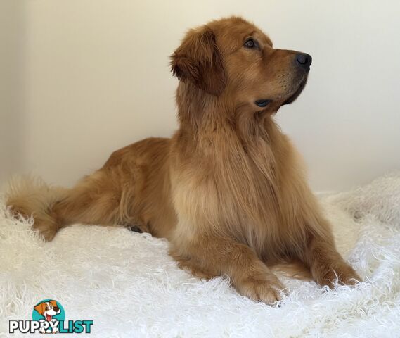 Purebred Golden Retriever Stud Service