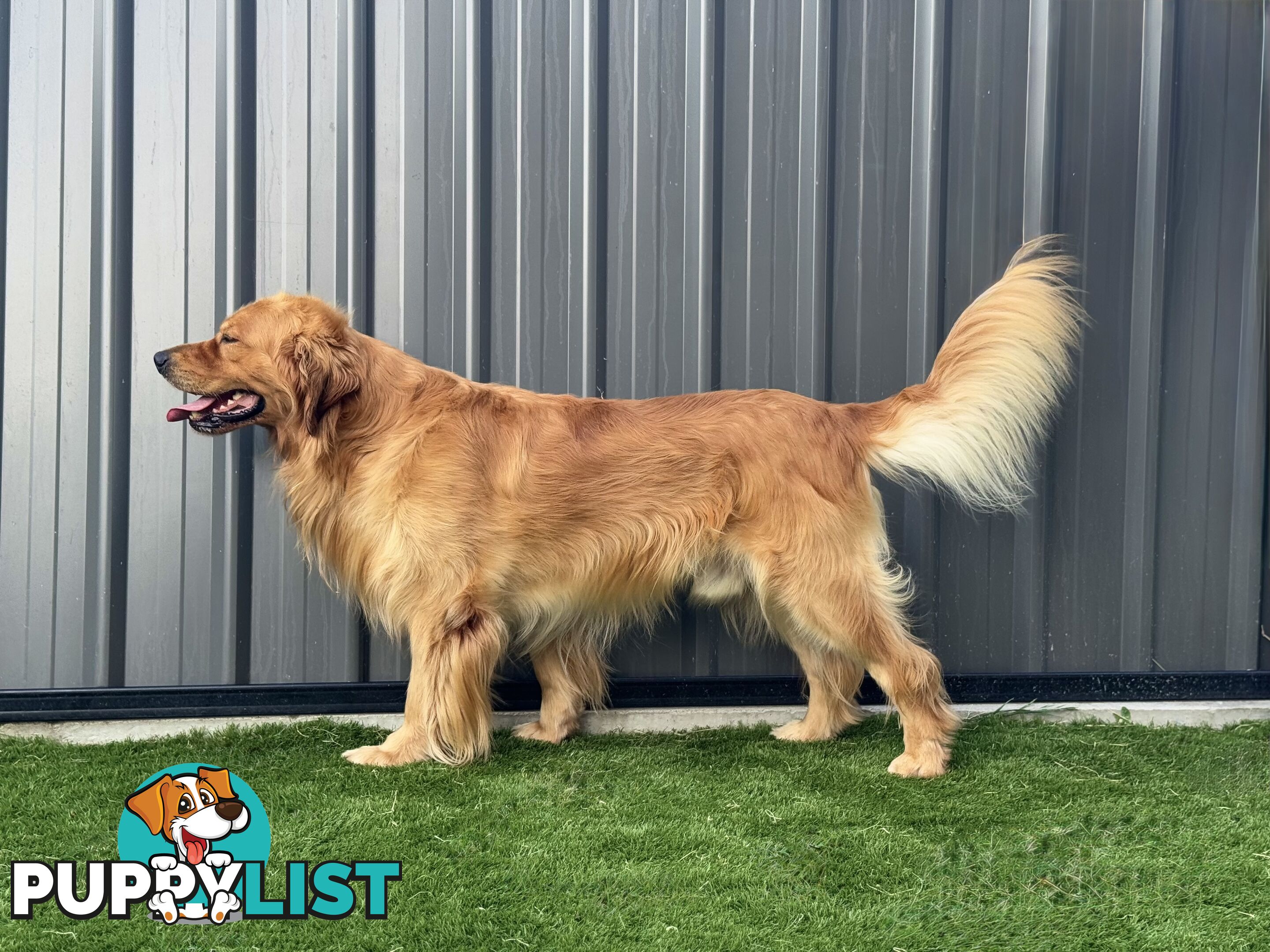 Purebred Golden Retriever Stud Service