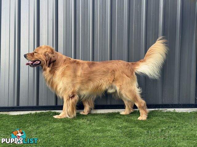 Purebred Golden Retriever Stud Service
