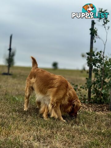 Purebred Golden Retriever Stud Service