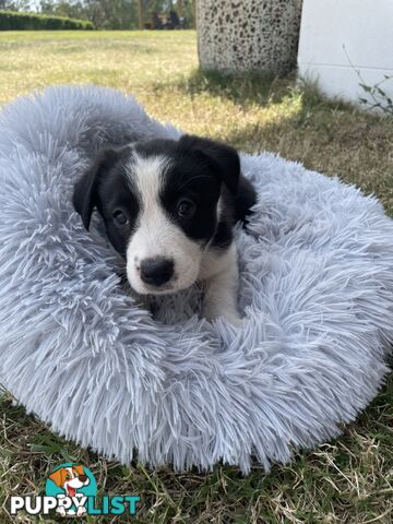 Border Collie puppies!