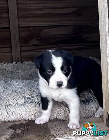 Border Collie puppies!