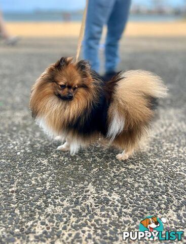 Purebred Mini Pomeranian Puppies Rare Color 💕