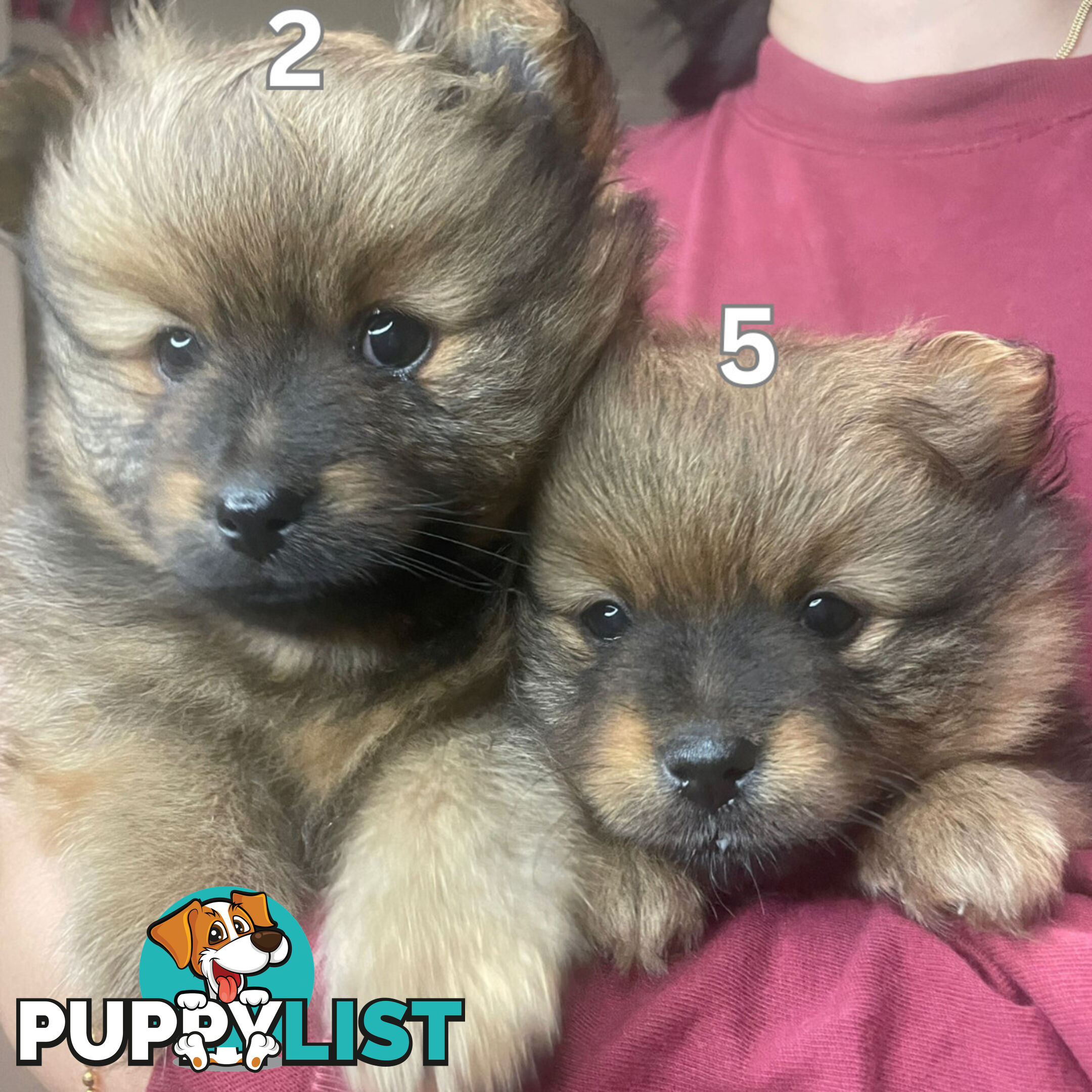 Purebred Mini Pomeranian Puppies Rare Color 💕