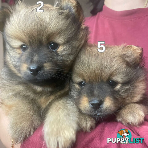 Purebred Mini Pomeranian Puppies Rare Color 💕