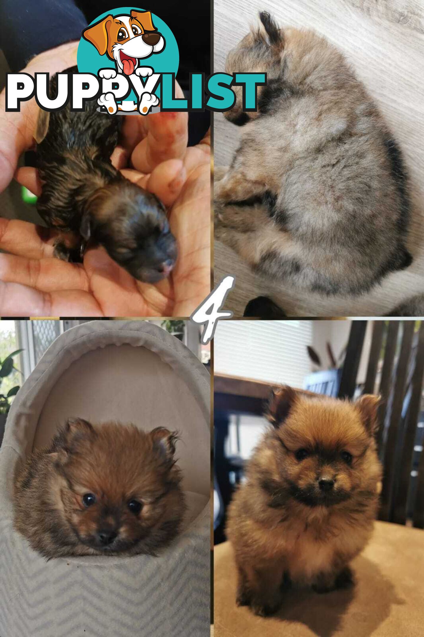 Purebred Mini Pomeranian Puppies Rare Color 💕