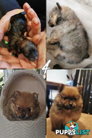 Purebred Mini Pomeranian Puppies Rare Color 💕