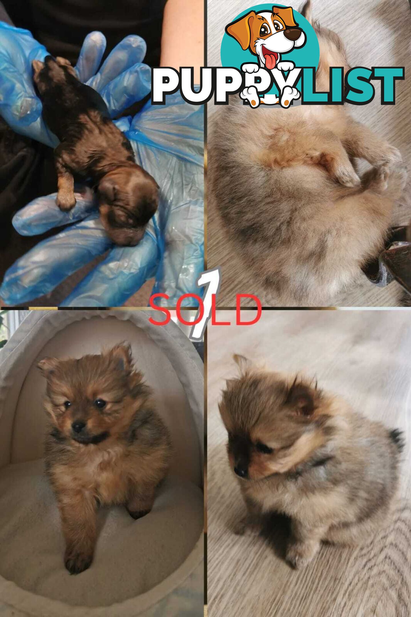 Purebred Mini Pomeranian Puppies Rare Color 💕