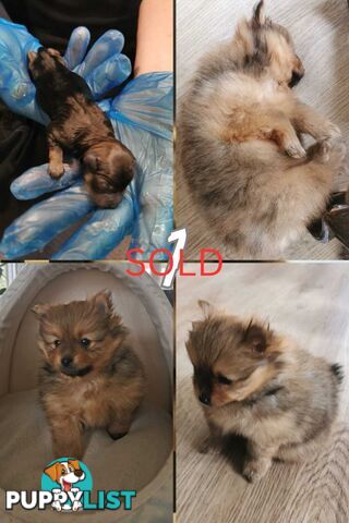 Purebred Mini Pomeranian Puppies Rare Color 💕