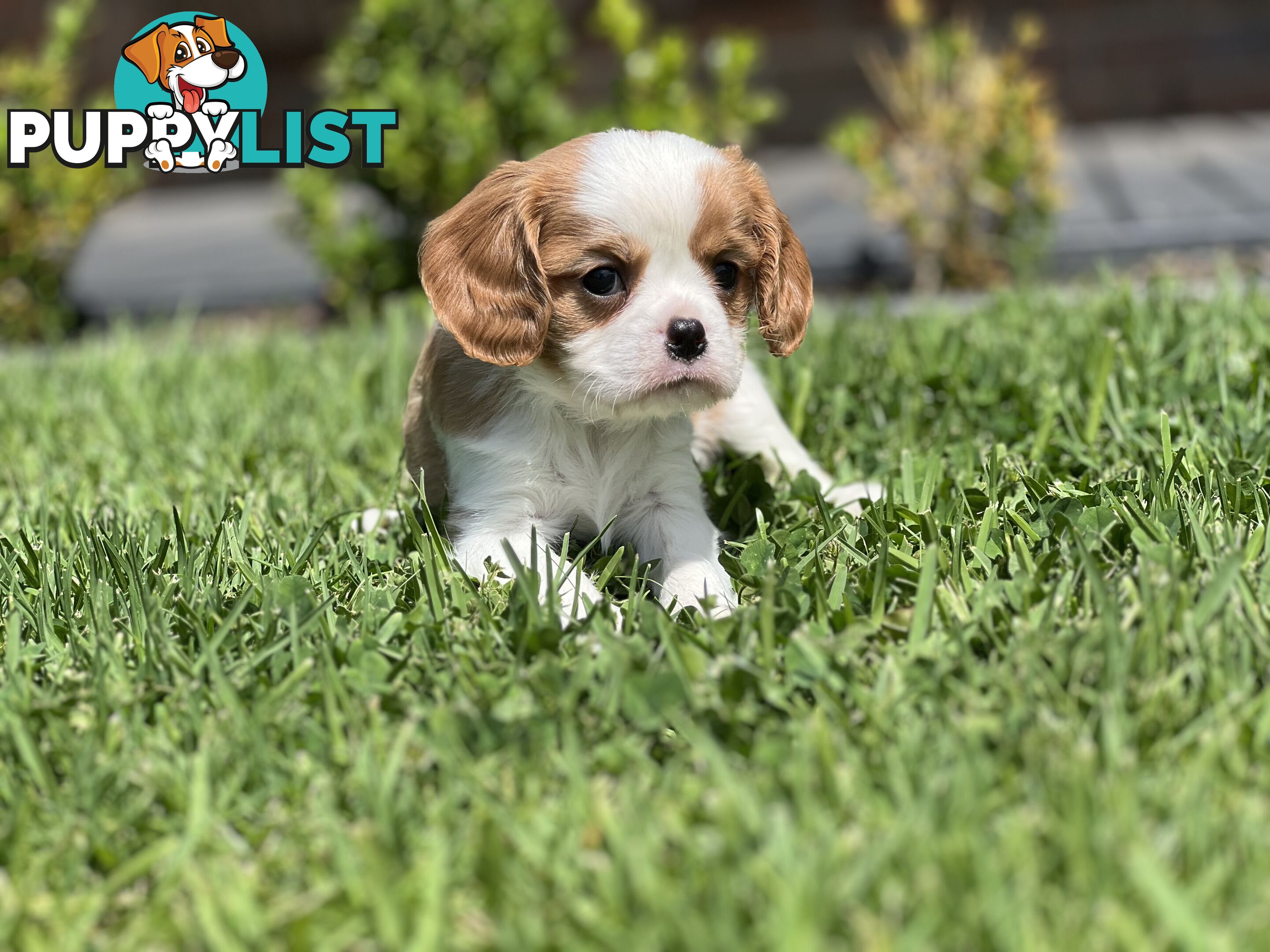 CAVALIER KING CHARLES SPANIELS