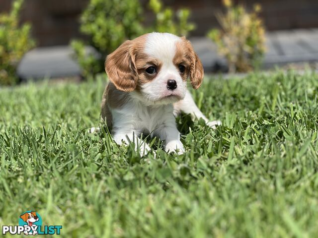 CAVALIER KING CHARLES SPANIELS