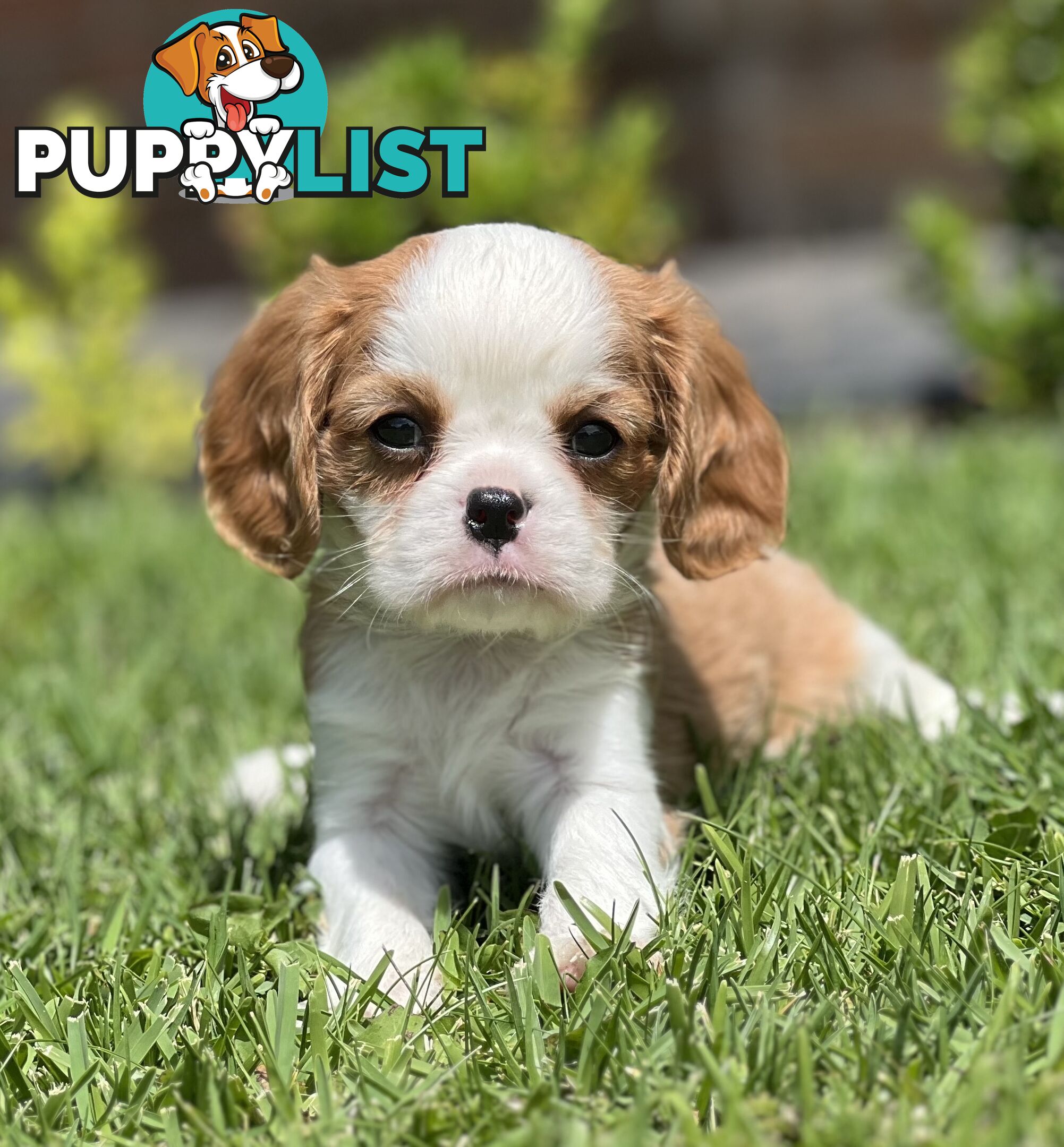 CAVALIER KING CHARLES SPANIELS