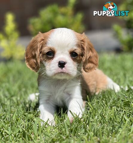 CAVALIER KING CHARLES SPANIELS